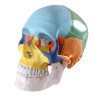 Anatominen pääkallo 3 osaa (värillinen)