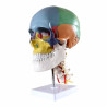 Anatominen pääkallo 4 osaa (värillinen)