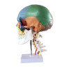 Anatominen pääkallo 4 osaa (värillinen)