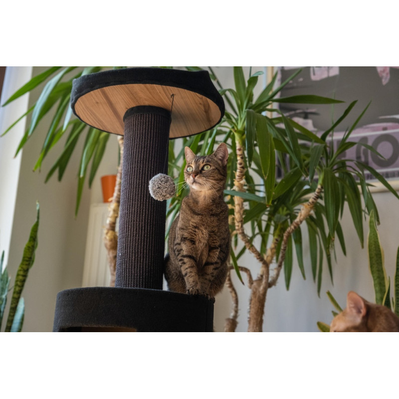 Ecomfy Paul kissan raapimapuu peti+pesä musta 103cm