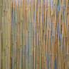 Bambuaita IN GARDEN 2x5m
