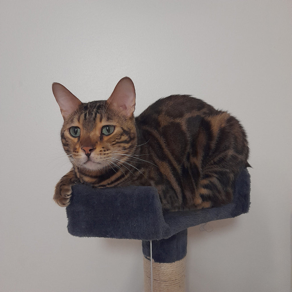 POHJOLAN LEMMIKKITARVIKE Kissan kiipeily-/raapimispuu 170 cm, Tumman Harmaa