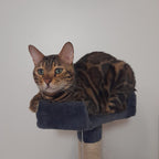 POHJOLAN LEMMIKKITARVIKE Kissan kiipeily-/raapimispuu 170 cm, Tumman Harmaa