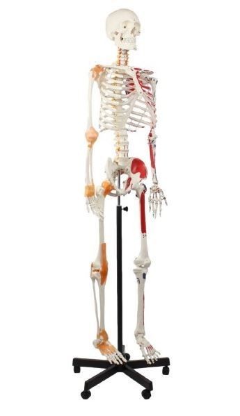 Flexibelt skelett 175 cm