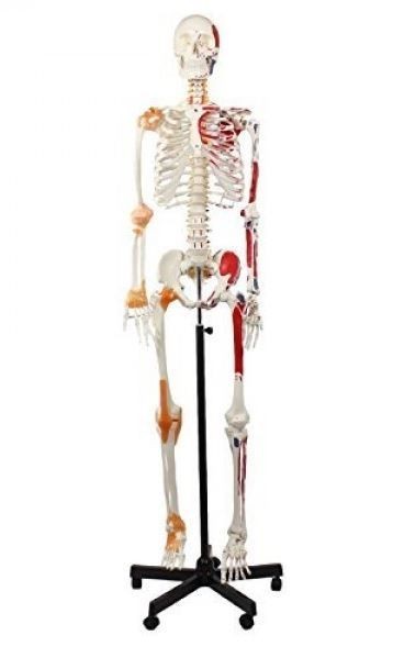 Joustava luuranko 175 cm