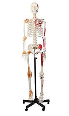 Joustava luuranko 175 cm