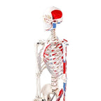 Luuranko maalatuilla lihaksilla