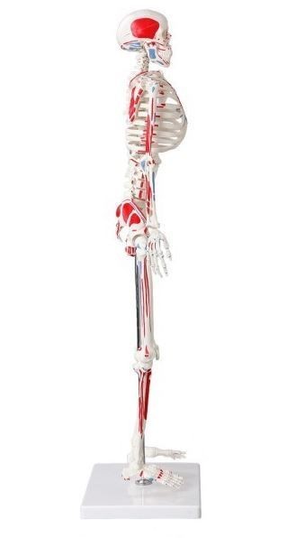Miniskelett med målade muskler, 85 cm