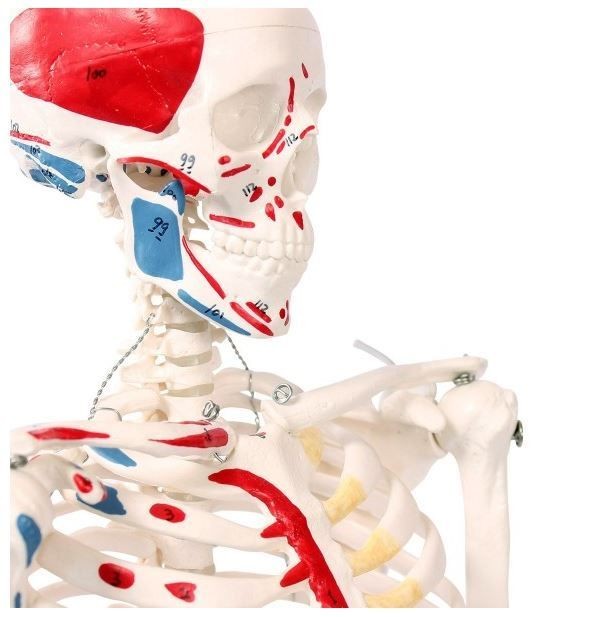 Mini luuranko maalatuilla lihaksilla 85 cm