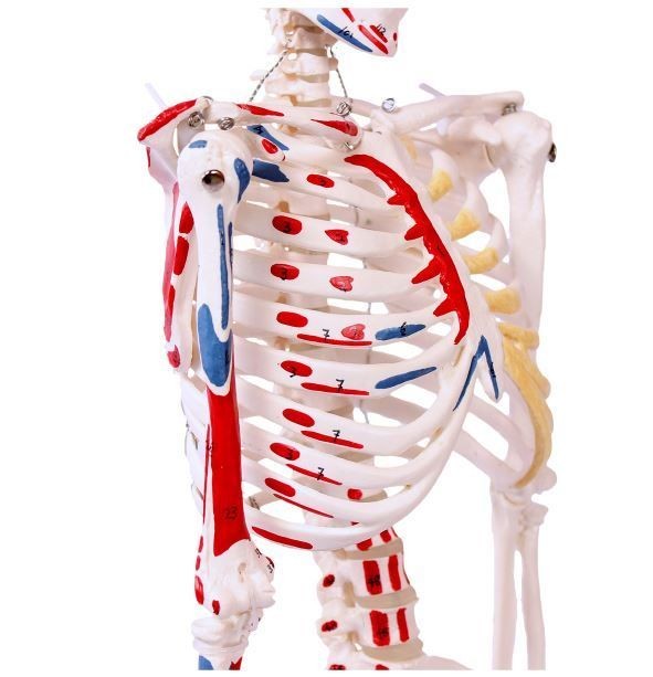 Mini luuranko maalatuilla lihaksilla 85 cm