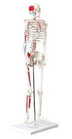 Mini luuranko maalatuilla lihaksilla 85 cm