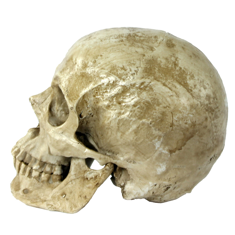 Käsinmaalattu pääkallo (Valkoinen)