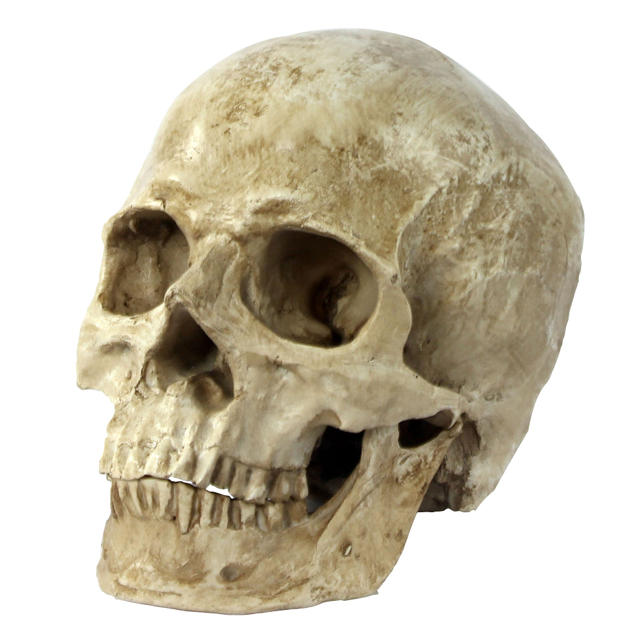 Käsinmaalattu pääkallo (Valkoinen)