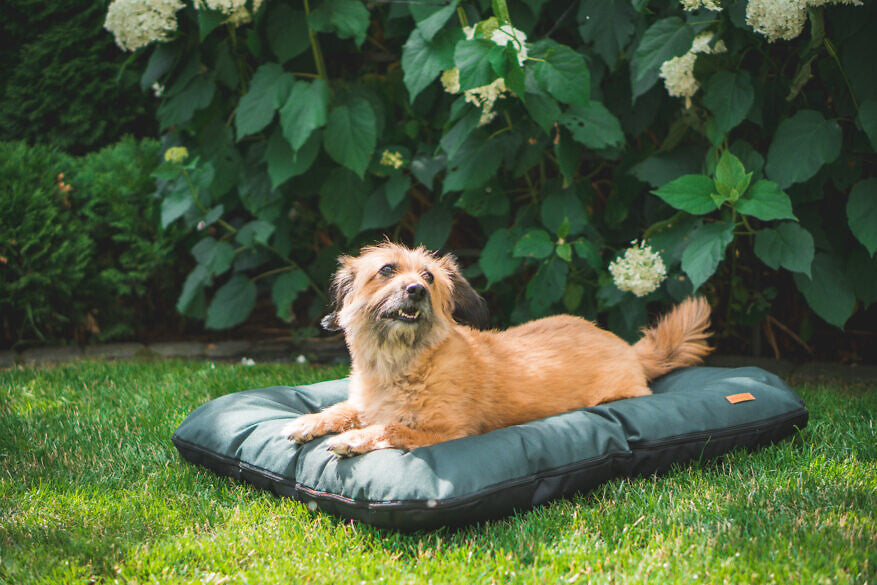 Amiplay Country koiranpeti vedenpitävä 82x66x10cm, harmaa