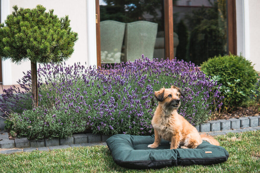 Amiplay Country koiranpeti vedenpitävä 82x66x10cm, harmaa