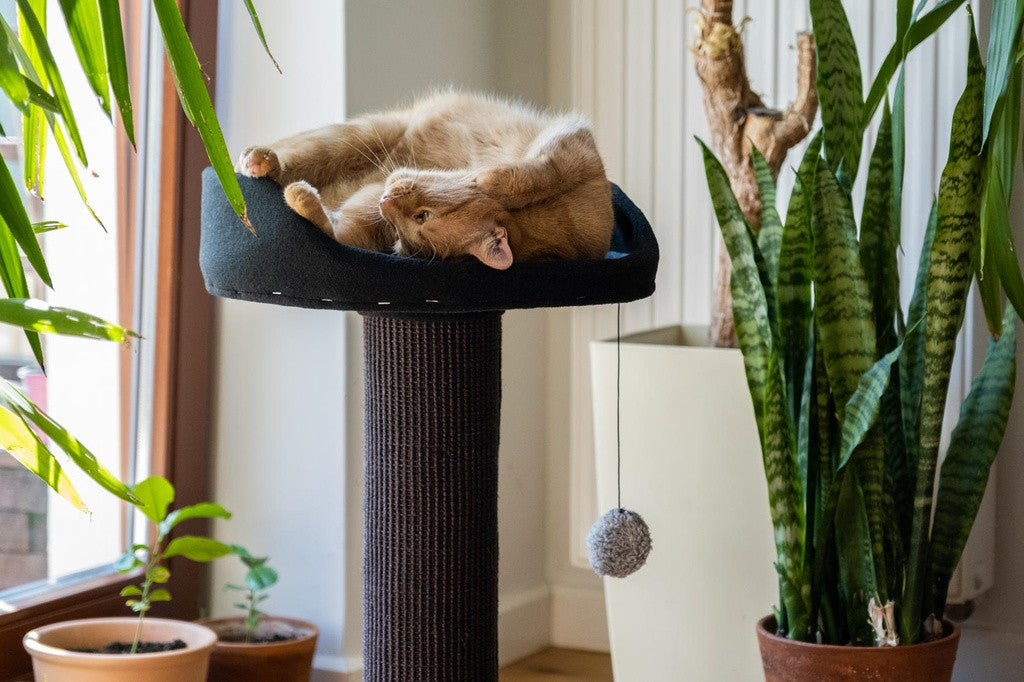 Ecomfy Alex kissan raapimatolppa pedillä musta 67,5cm