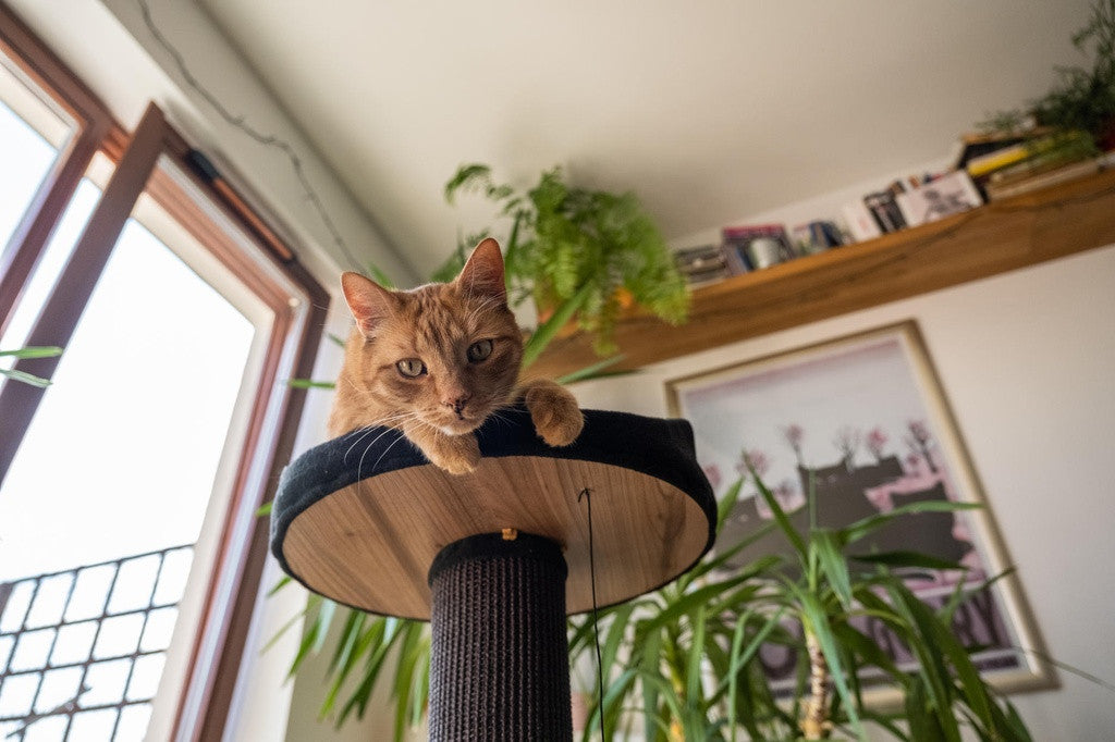 Ecomfy Alex kissan raapimatolppa pedillä musta 67,5cm