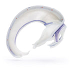 Yksityiskohtainen aikuisen ihmisen pääkallon malli kovakalvolla