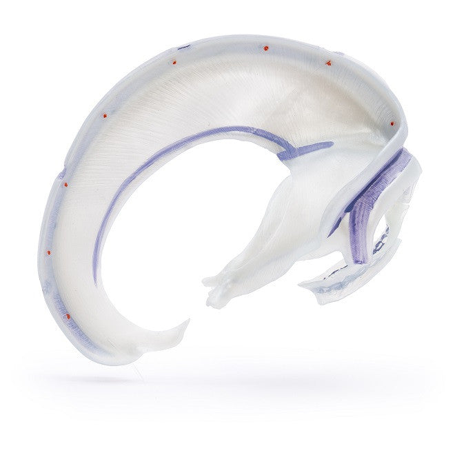 Yksityiskohtainen aikuisen ihmisen pääkallon malli kovakalvolla