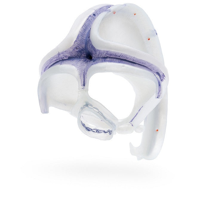 Yksityiskohtainen aikuisen ihmisen pääkallon malli kovakalvolla