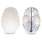 Yksityiskohtainen aikuisen ihmisen pääkallon malli kovakalvolla