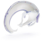 Yksityiskohtainen aikuisen ihmisen pääkallon malli kovakalvolla