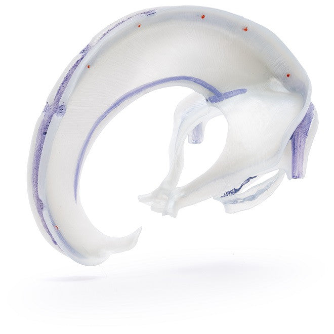 Yksityiskohtainen aikuisen ihmisen pääkallon malli kovakalvolla