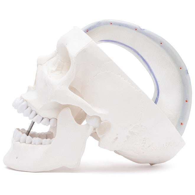 Yksityiskohtainen aikuisen ihmisen pääkallon malli kovakalvolla