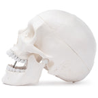 Yksityiskohtainen aikuisen ihmisen pääkallon malli kovakalvolla