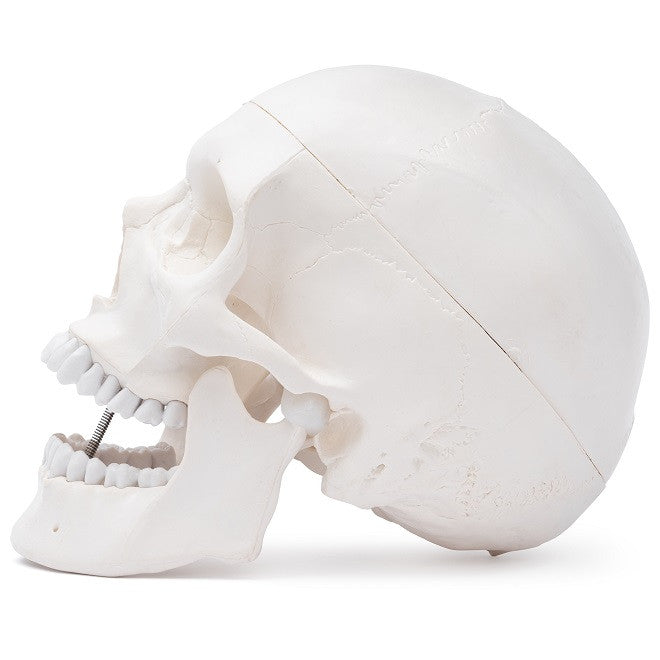 Yksityiskohtainen aikuisen ihmisen pääkallon malli kovakalvolla