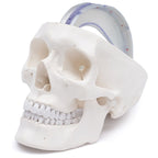 Yksityiskohtainen aikuisen ihmisen pääkallon malli kovakalvolla