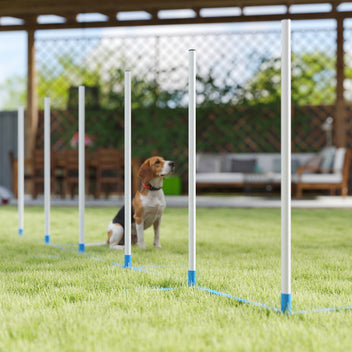 Koiran agility-pujottelukepit 6 kpl, suora tai porrastettu, kantolaukku, 305 cm